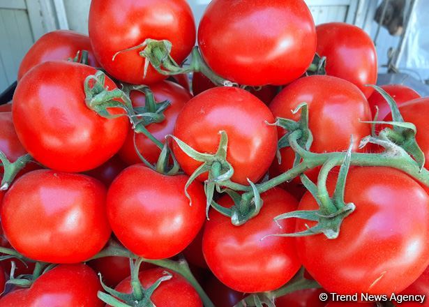 پروژه گلخانه ای قزاقستان 2000 تن گوجه فرنگی تولید می کند
