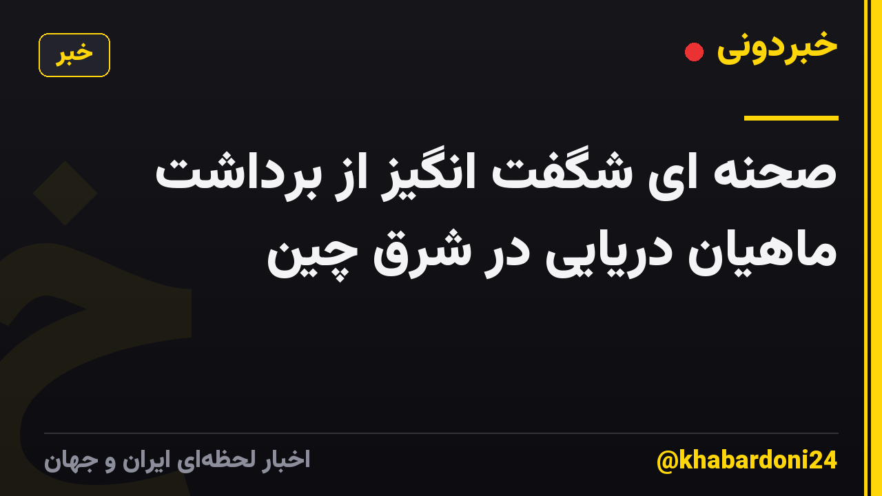 صحنه ای شگفت انگیز از برداشت ماهیان دریایی در شرق چین