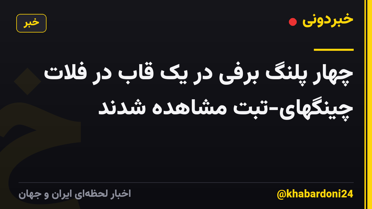 چهار پلنگ برفی در یک قاب در فلات چینگهای-تبت مشاهده شدند