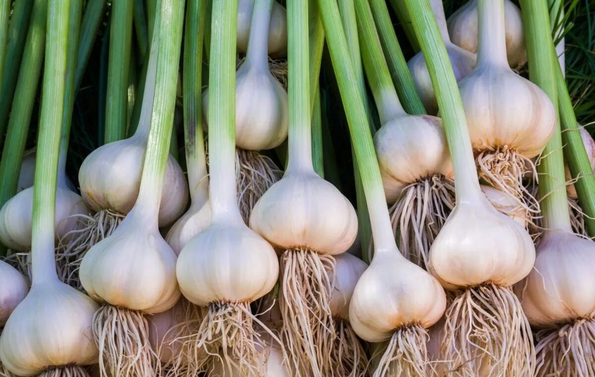 سیر را در یخچال نگذارید؛ قانون طلایی نگهداری سیر