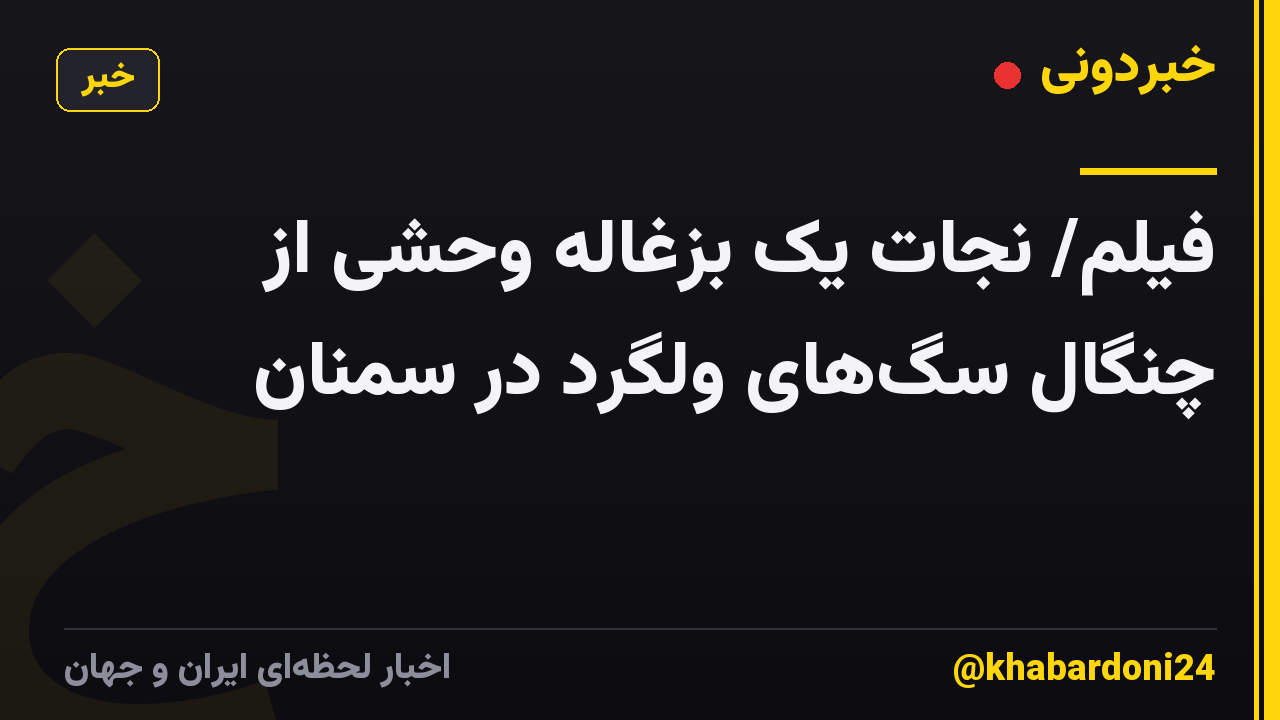 فیلم/ نجات یک بزغاله وحشی از چنگال سگهای ولگرد در سمنان