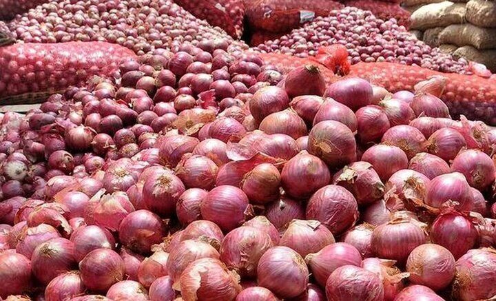 صادرات پیاز فارس به ترکیه؛ گامی از تولید سنتی تا استانداردهای جهانی