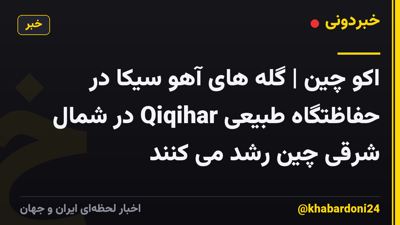 اکو چین | گله های آهو سیکا در حفاظتگاه طبیعی Qiqihar در شمال شرقی چین رشد می کنند