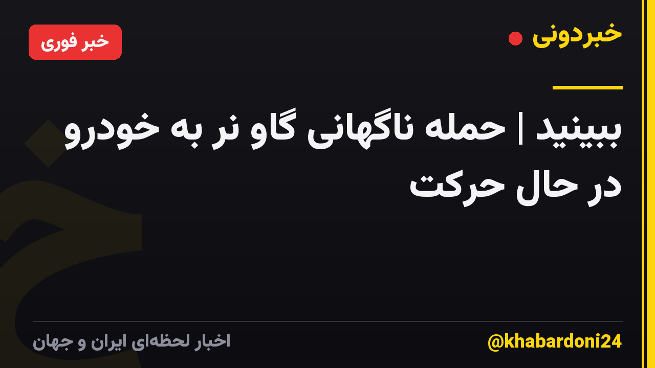 ببینید | حمله ناگهانی گاو نر به خودرو در حال حرکت