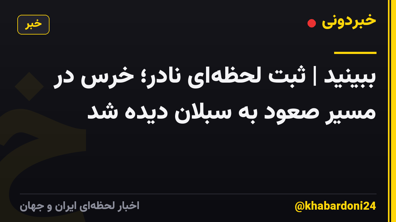 ببینید | ثبت لحظه‌ای نادر؛ خرس در مسیر صعود به سبلان دیده شد