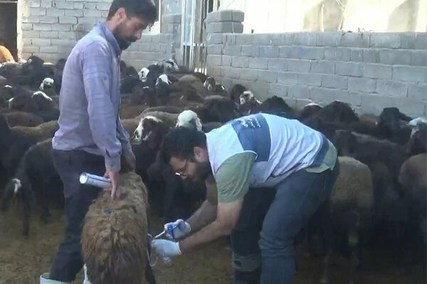 اردوی جهادی دامپزشکی در روستاهای هشترود