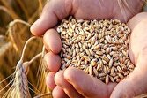 ۵۴ درصد مطالبات گندمکاران پرداخت شد/آغاز کشت گندم از ۲۰ شهریور در استانهای سردسیر