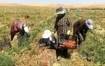 زندگی سخت زنان کارگر سقزی در مزارع کشاورزی/ نه بیمه داریم نه دستمزد مناسب/ کارفرمایان استثمار میکنند