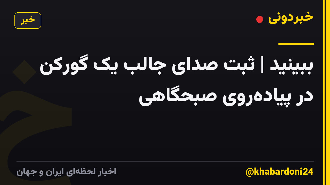ببینید | ثبت صدای جالب یک گورکن در پیاده‌روی صبحگاهی