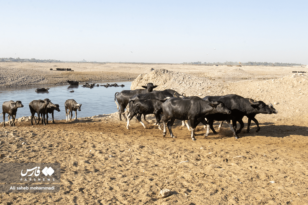 تصاویر: فرار گاومیش ها از گرما به آغوش دز