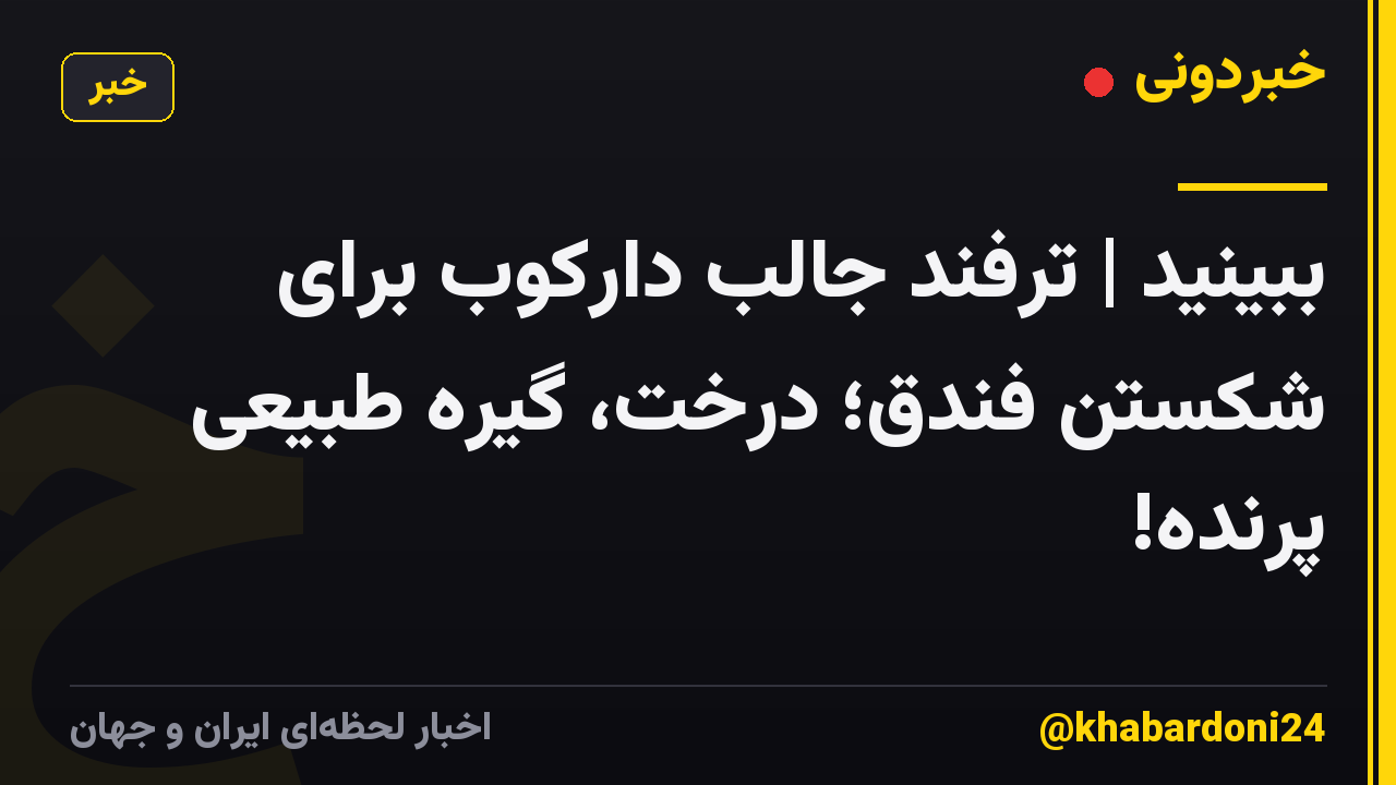 ببینید | ترفند جالب دارکوب برای شکستن فندق؛ درخت، گیره طبیعی پرنده!