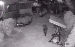 سیبری در محاصره خرس‌ها؛ از پرسه در حیاط خانه‌ها تا حمله به ساکنان