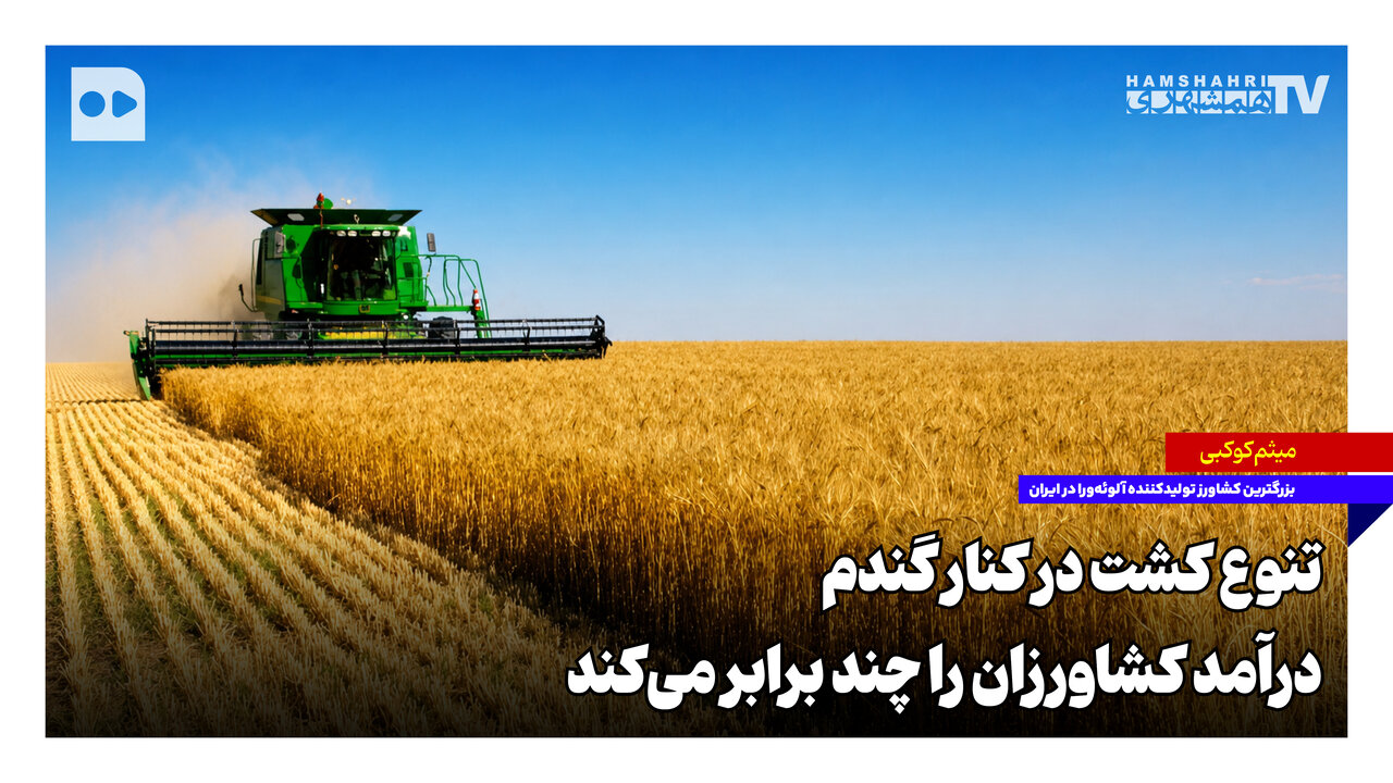 تنوع کشت در کنار گندم، درآمد کشاورزان را چند برابر می‌کند