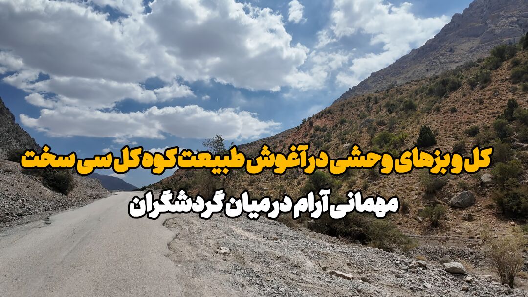 فیلم| کل و بزهای وحشی در آغوش طبیعت «کوه گل» سی سخت؛ مهمانانی آرام در میان گردشگران