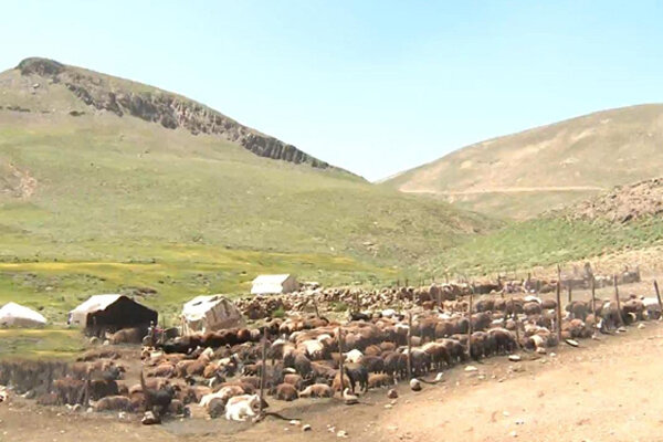 کوچ اجباری تولیدکنندگان؛ دام عشایر دهاقان از۵۰۰۰به۵۰۰ راس دام رسید