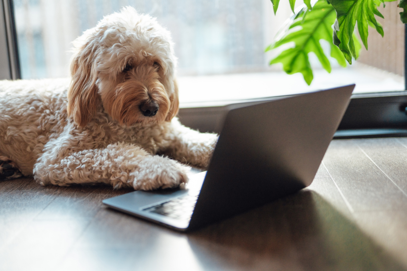 ما باید در مورد پازل اتصالات Doggone چهارشنبه صحبت کنیم