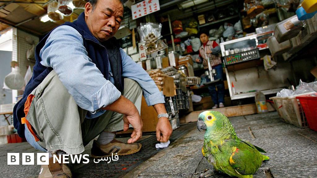 چرا چمباتمه‌ زدن به حفظ سلامت کمک می‌کند؟