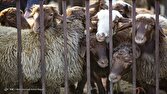 مصرف سالانه یک میلیون و ۱۰۰ هزار تن گوشت قرمز در کشور