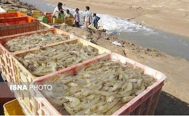 عدم مشاهده بیماری در میگوهای پرورشی سیستان و بلوچستان