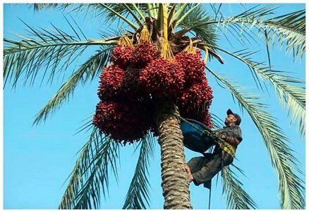 برداشت بیش از ۳ هزار تن خرما از نخلستان‌های شهرستان زاهدان