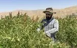 تصاویر؛ برداشت سنتی سماق در روستای پلکانی ژان