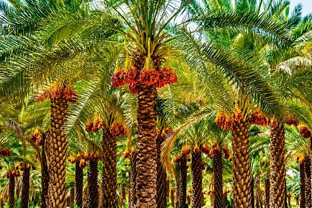 آیا گوگرد معدنی، واقعا خاک نخلستان را احیا میکند؟