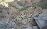 پلنگ ماده «پریزاد» در کوه سفید دیده شد