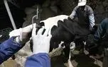 عملیات سراسری واکسیناسیون تب‌ برفکی آغاز شد