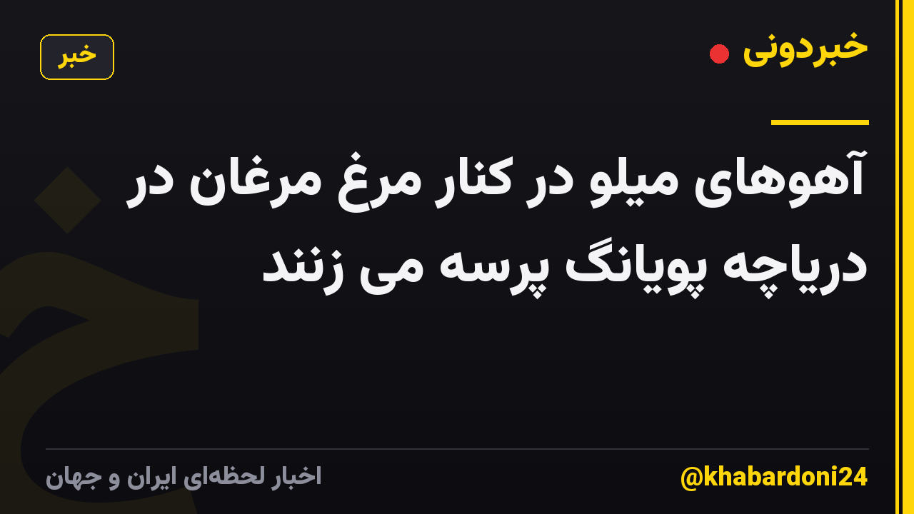 آهوهای میلو در کنار مرغ مرغان در دریاچه پویانگ پرسه می زنند