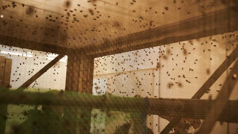 اکنون یک میلیارد مگس در حال مبارزه با کرم‌ها هستند. آیا کافی خواهد بود؟