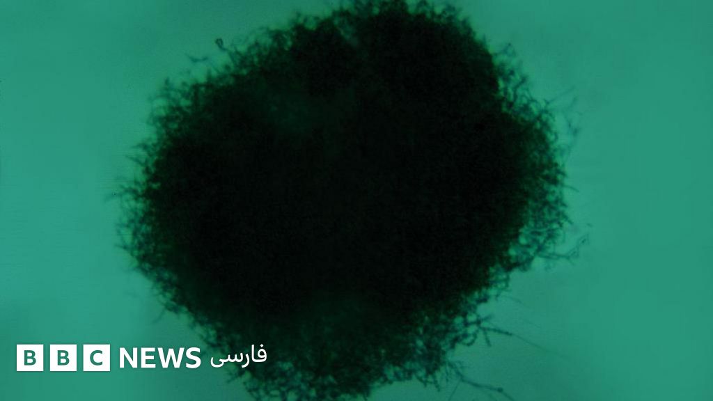 قارچ‌هایی که بر مغز ما تاثیر می‌گذارند