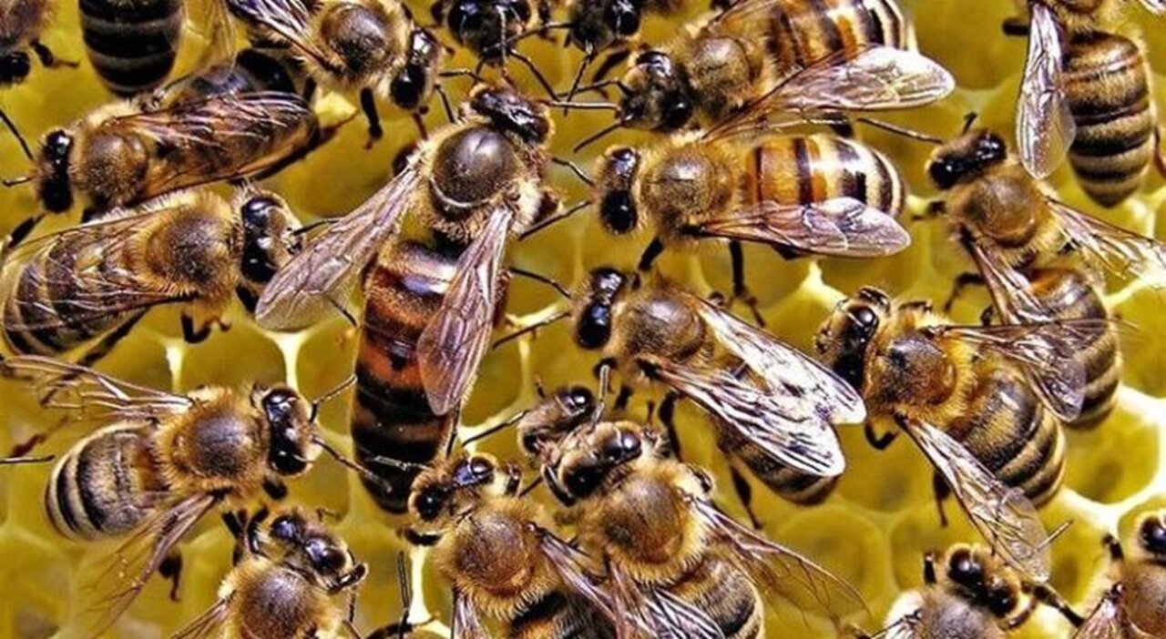 ببینید | هجوم زنبورها به یک هواپیمای مسافربری