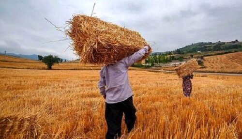 گندم‌کاران حتما بخوانند/ خبر مهم معاون وزیر جهادکشاورزی درباره قیمت گندم