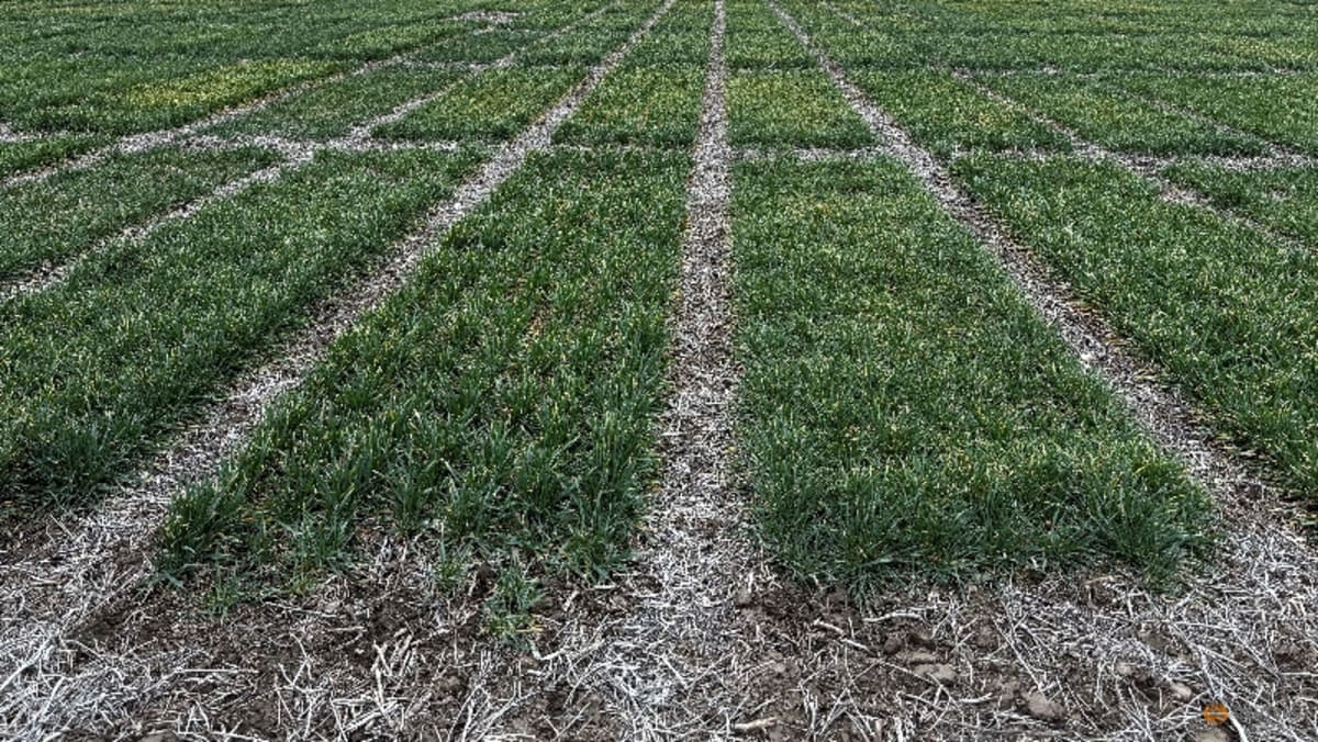 به گزارش بلومبرگ، Syngenta برای IPO هنگ کنگ که می تواند 5 میلیارد دلار افزایش دهد، پرونده می کند