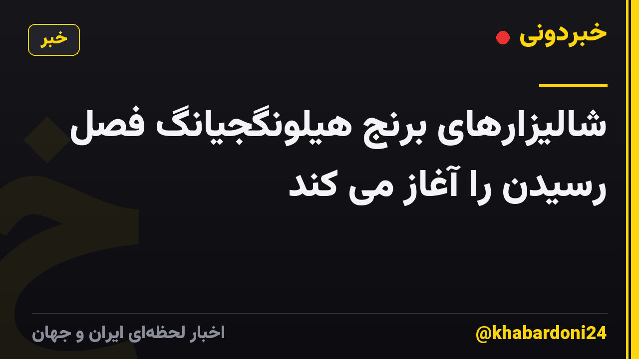 شالیزارهای برنج هیلونگجیانگ فصل رسیدن را آغاز می کند