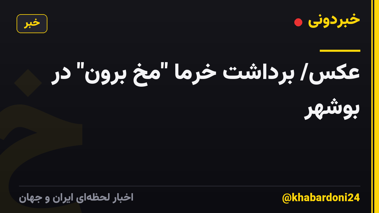 عکس/ برداشت خرما "مخ بُرون" در بوشهر