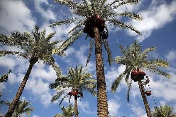 ابلاغ برنامه آموزشی ترویجی ویژه نخلداران بوشهر با محور اصلاح الگوی کشت