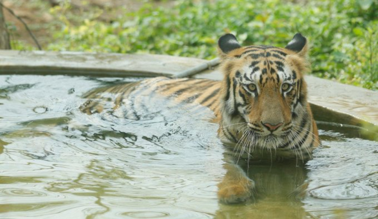 بمبئی: Tigress Bijalee در SGNP به دلیل بیماری های مربوط به سن درگذشت