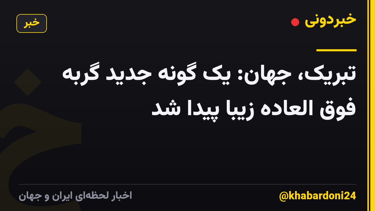 تبریک، جهان: یک گونه جدید گربه فوق العاده زیبا پیدا شد