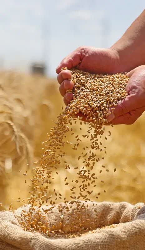 فرماندار قروه خواستار تسریع در پرداخت مطالبات گندمکاران شد