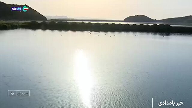 آرتمیا خوراک حیاتی شیلات