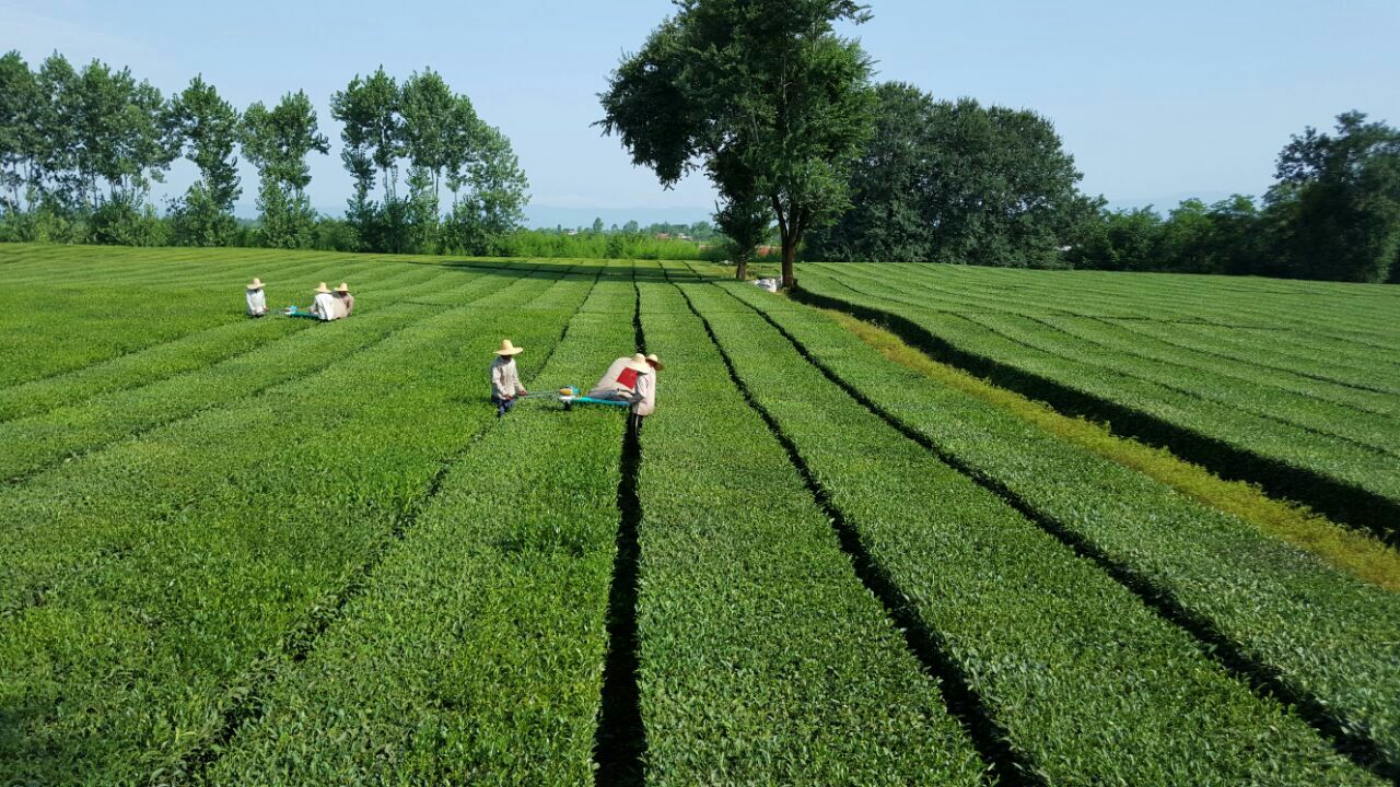 ایران با ادامه برداشت 87 درصد از هزینه های خرید برگ چای را پرداخت می کند