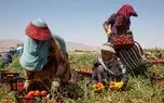 زندگی سخت زنان کارگر فصلی/ خانمها پشت وانت مینشینند و برای کار به مزارع میروند