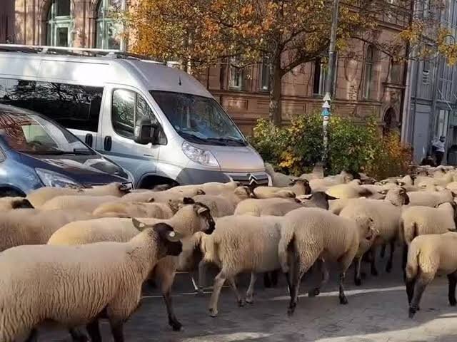 صحنهای جالب از تردد گله گوسفندان در یک بزرگراه در یکی از شهرهای ایران + فیلم